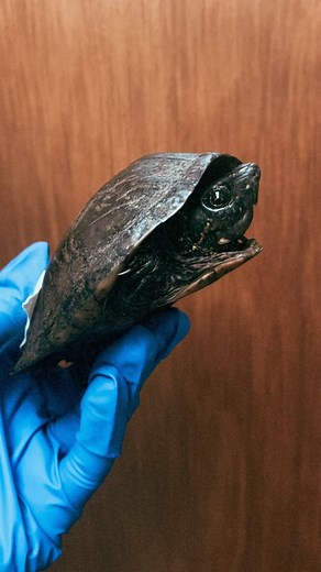 1K views · 100 reactions | It’s the season of the Musk turtle! Or at least we’d like to think so  This cryptic species is rarely seen, but what a treat!  | Ontario Turtle Conservation Centre | Facebook