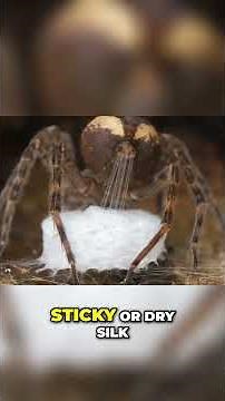 Spiders: What They Eat & How They Catch Prey!