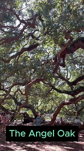 49K views · 201 reactions | Un legendario árbol de roble localizado a...