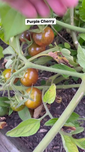 2.8K views · 9 comments | Picking Purple Cherry Tomatoes fruits #tomato #cherry #cherrytomatoes #picking #healthyeating #fruits #harvest | Pinoy Vlog in New Zealand | Facebook