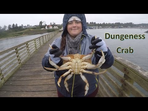 Crabbing Newport Pier for BIG Dungeness Crab | Off-Season Catch and Clean on the Oregon Coast