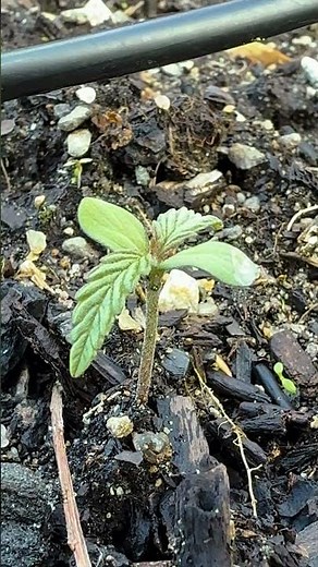 Seedlings From The 2024 Cannabis Breeding Project