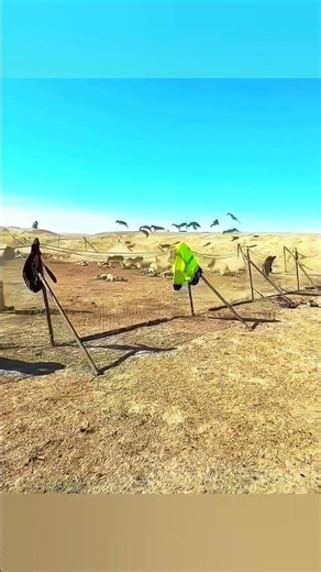 Aventura no Deserto Profundo 🦌 Uma Manada de Veados Selvagens Apareceu! 🦌🏜️🌅#veado #deserto #chasse