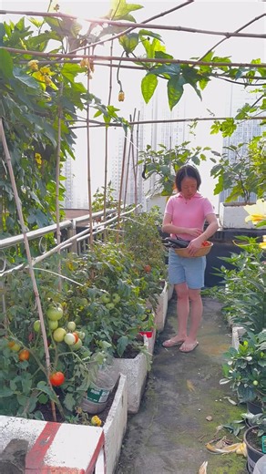 622K views · 7.2K reactions | Garden Harvesting Part 3 #gardenharvesting #harvestHarvesting #gardenlifegarden #garden #gardenlifegarden #gardening #gardeningtipsandtricks | Garden Tips | Facebook