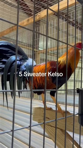5 sweater kelso