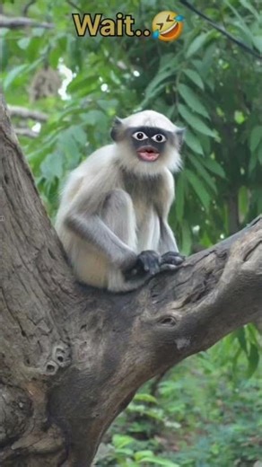 #subscribe to new funny video subscribe