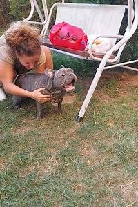 2.6M views · 50K reactions | French bulldog makes the strangest of sounds  | MetDaan | Facebook