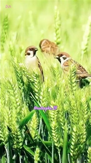 Geet gata chal|#ytshorts #trending #naturelovers