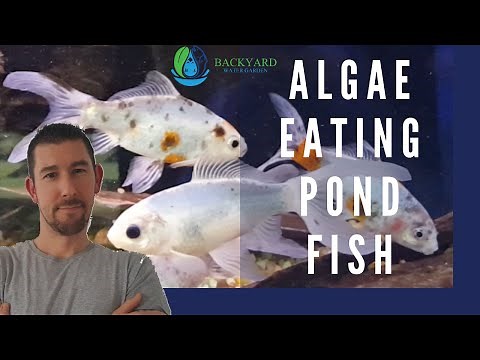 Algae Eating Pond Fish