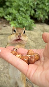 Max obedience #charliethechipmunk #animals #wildlife #funny #comedy #cute #obey #viralvideo #lol #reelschallenge #facebookreelsviral #reelsfb | Charlie The Chipmunk
