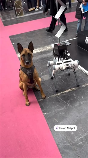 1.5K views | AI robots can do a lot, but it still can’t fetch a lead, detect narcotics, or wear gear this badass. Needless to say, we’re safe.藍 : @_raven_k9 | Modern Icon | Facebook