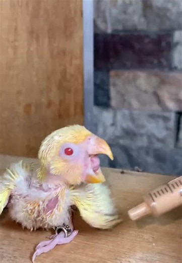 Hand Feeding Albino Pikoy Fish: A Complete Guide