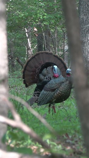 Spring time Dreaming