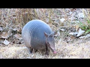 Armadillos on the run