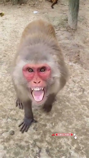 Dada bashi bajai#funny monkey 🐒 # funny bandar#comedy#ytshorts #something creative
