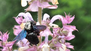 Xylocopa violacea. Purple carpenter bee or purple carpenter bumblebee. This is a species of solitary bees of the Apidae family. A large solitary insect, one of the species of the Palearctic subgenus