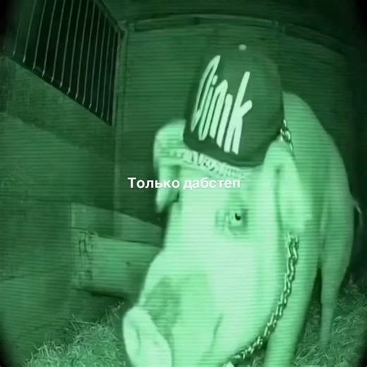 Diario de Descobertas on Instagram: "Porcos são mamíferos onívoros da espécie Sus scrofa domesticus, conhecidos por elevada inteligência, adaptabilidade e eficiência metabólica. Possuem comportamento social complexo, boa capacidade de aprendizado e memória, sendo comparáveis a outros animais considerados cognitivamente avançados. Na produção animal, destacam-se pelo rápido crescimento e aproveitamento alimentar, enquanto em estudos científicos são relevantes para pesquisas em fisiologia, comport