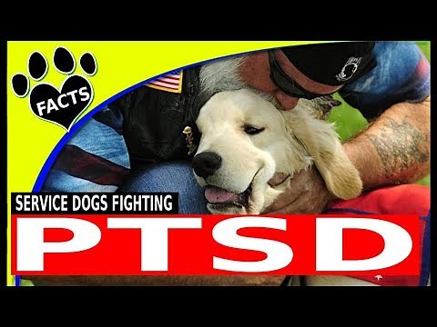 Top 5 Service Dog Breeds for People with PTSD - Dogs 101