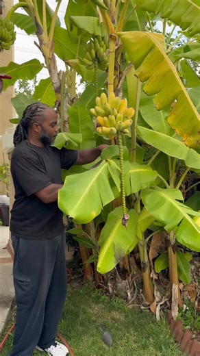 Homegrown Blue Java “Ice Cream” Bananas 🍌🍌🍌🍌 3rd Harvest of the Year #homegrown #banana #bluejavaicecreambanana #horticulture #rawfood #eatclean #rawvegan #soulfood #livingfood #horticulturist #fruit #freshfruit #holistic #freshharvest #fruitharvest #growfruit #explorepage #tasteheaven #holisticnutritionist #electricfoods #fitdreams #sacredgarden #electroculture #realfood | Henry Chukwurah