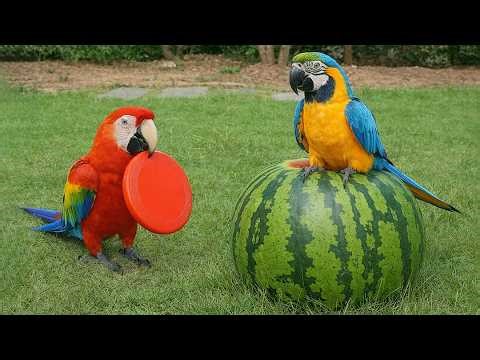 Smart And Funny Parrots Parrot Talking Videos Compilation (2026) - Cute Birds #8