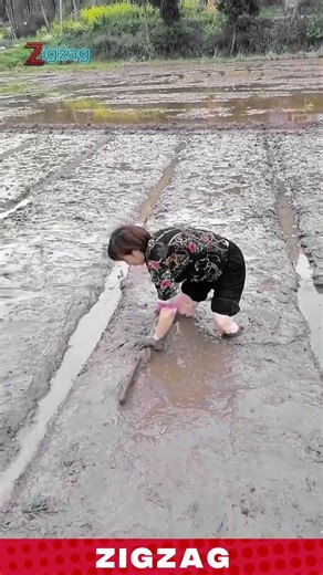 Farmer Levels Muddy Rice Field Using a Simple Wooden Land Leveling Tool