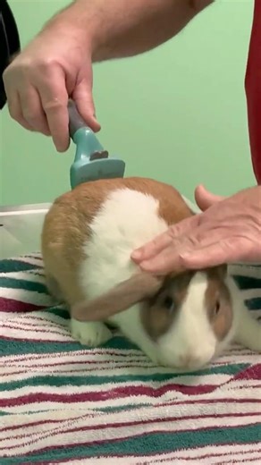 Furminator #trichobezoar