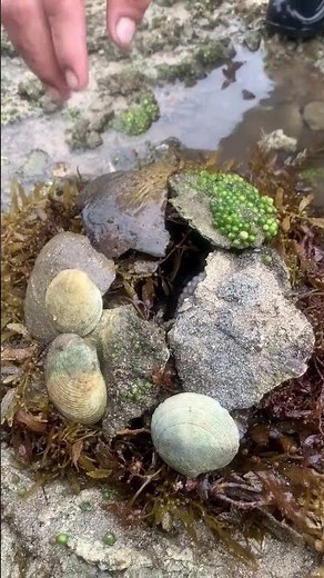 Hidden Sea Creature Found Under the Rocks! 😱🌊 | Amazing Ocean Discovery
