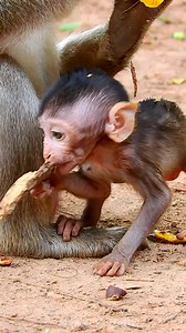 15K views · 993 reactions | Wow beautiful baby monkey really cute and brave | Monkeys Daily | Facebook