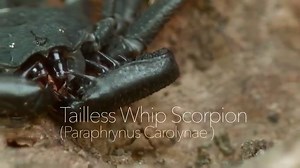 The tailless whip scorpion looks fierce but plays nice | Arizona Daily Star