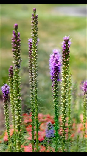 “Spring Magic in Bloom 🌸✨ Peaceful Flower Moments | Aesthetic Nature Bliss 🌿💛”