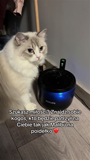 To się nazywa prawdziwa miłość. Obyście wszyscy znaleźli kogoś kto będzie na Was tak uważnie patrzył 🩷 #kot #ragdoll #milosc #love #cat