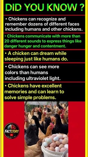 5 Chicken Facts That Will Blow Your Mind! 🐔🤯