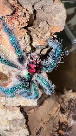 Brazilian Jewel Tarantula Breeding: Rare and Stunning Species