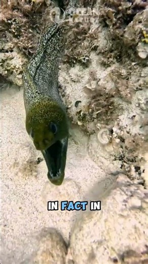 Moray Eel VS Octopus | Which One Is The Coral Ruler?