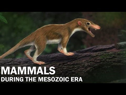 What Happened to Mammals During the Mesozoic Era? | Documentary for Sleep