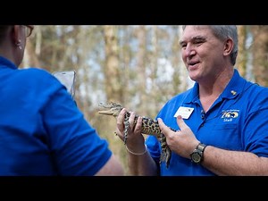 Zoo EDventures: American Alligators