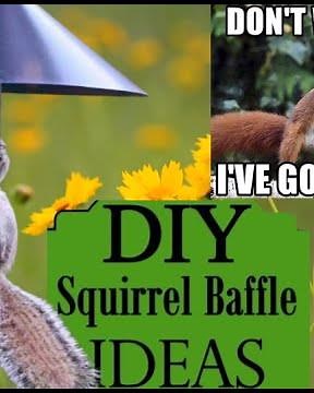 DIY Squirrel Baffle Ideas