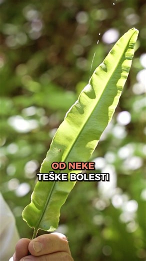 Da li ste čuli za jelenak (Asplenium scolopendrium) i njegovu lekovitost? | Momcilo Antonijevic