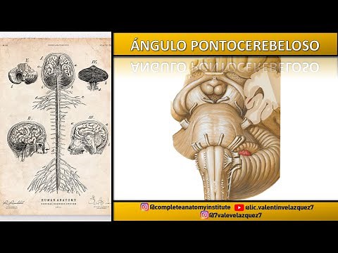 NEUROANATOMY | PONTOCEREBELLAR ANGLE (NEUROVASCULAR COMPLEXES, APPARENT ORIGINS OF THE NC)