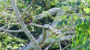 Black-striped Capuchin monkeys searching for food in the understory Serra das almas reserve, Brazil