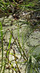 1.7M views · 3.3K reactions | Create a Playground from a Pond | Science, Tech and Universe | Facebook