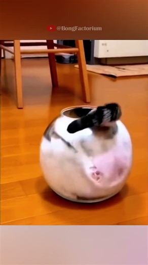 This cat flows into anything #animals #Funny #funnyanimals #love #cute #pets #cat