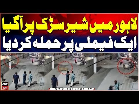 Lion Escape in Lahore! Wild Attack on Family in Residential Area