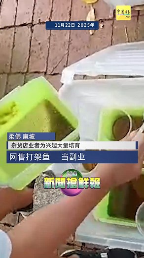 70K views · 533 reactions | 在柔佛麻坡巴冬经营杂货店，现年42岁的良雄贸易业者颜伟良，自10多岁开始就很兴趣养鱼，后来专门饲养起打架鱼（也叫斗鱼），并凭藉经验大量培育，如今已成了巴冬小镇上赫赫有名的业余打架鱼饲养者。 #郑琼薇主播 https://www.chinapress.com.my/?p=4679177 | China Press (中國報) | Facebook