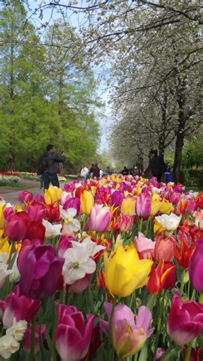 🌷 Keukenhof 2025🌷 Wonder Gardens Lisse