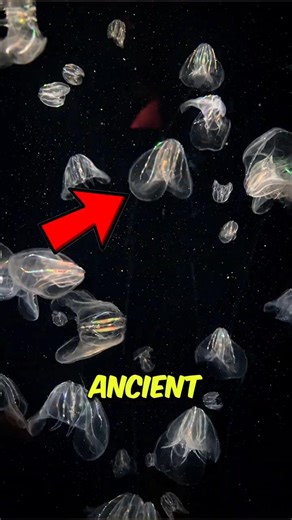 This Glowing Creature Is Older Than Dinosaurs! 😱