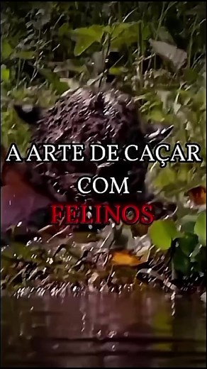 Amazing Big Cats Hunting in the Wild | Explore the Majestic World of Felines