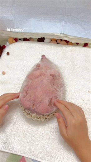 Beautiful Earth 🌏 on Instagram: "Did you know that... Their skin is sensitive. So they get tickled even if you touch them. Should I continue tickling?"