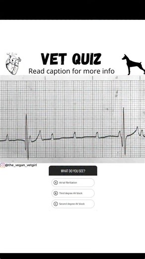 AlessiaDVM on Instagram: "❓️VET QUIZ Owner reports that over the past two weeks the dog has shown episodes of weakness and reduced activity. Occasional collapse episodes were noted during exercise. No recent trauma; appetite normal. The dog has a history of mild cardiac murmurs detected in earlier checkups. No current medications. Symptoms: - Marked bradycardia - Exercise intolerance - Episodic syncope/collapse - Weak or irregular pulse - Lethargy and reduced responsiveness Follow @the_vegan_vet