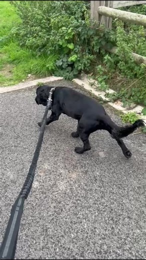 At Crazy Tails Retreat, we keep spaces limited & standards high. Our daily walks are one of the highlights for the dogs — fresh air, plenty of sniffs, and time to explore with their daycare pals. Every outing is tailored to make sure everyone feels comfortable, safe, and has fun, whether it’s a bouncy puppy learning the ropes or a seasoned walker who loves to take the lead. 🌿🐕 We love capturing these moments where you can see pure happiness in every wag and every curious nose to the ground. Wa